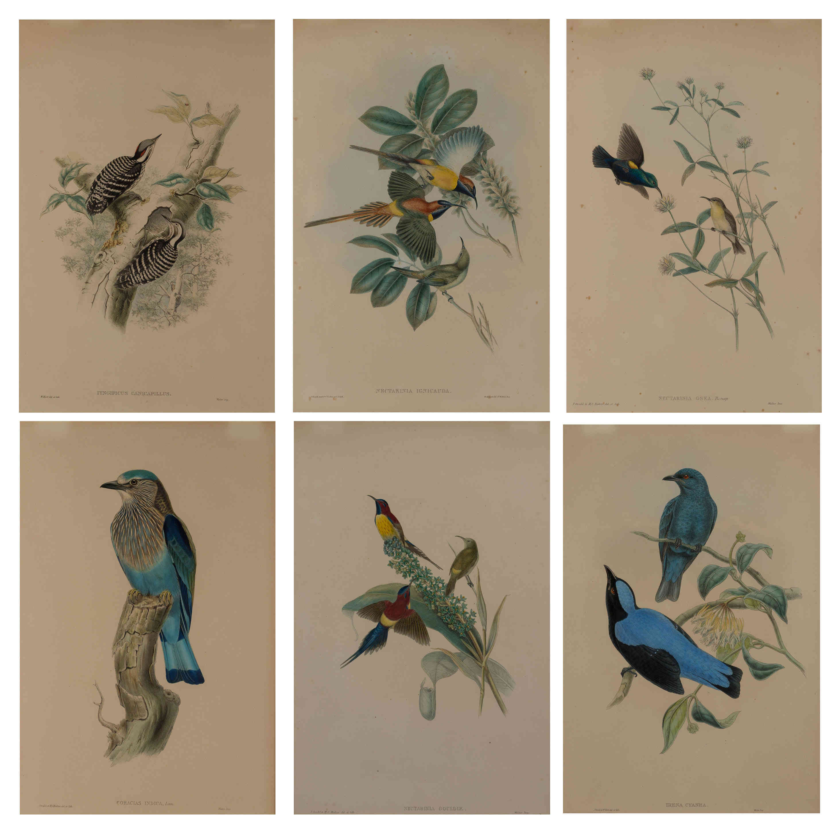 John Gould (1804–1881) - A lot of six &lsquo;Birds of Asia&rsquo; lithographs
