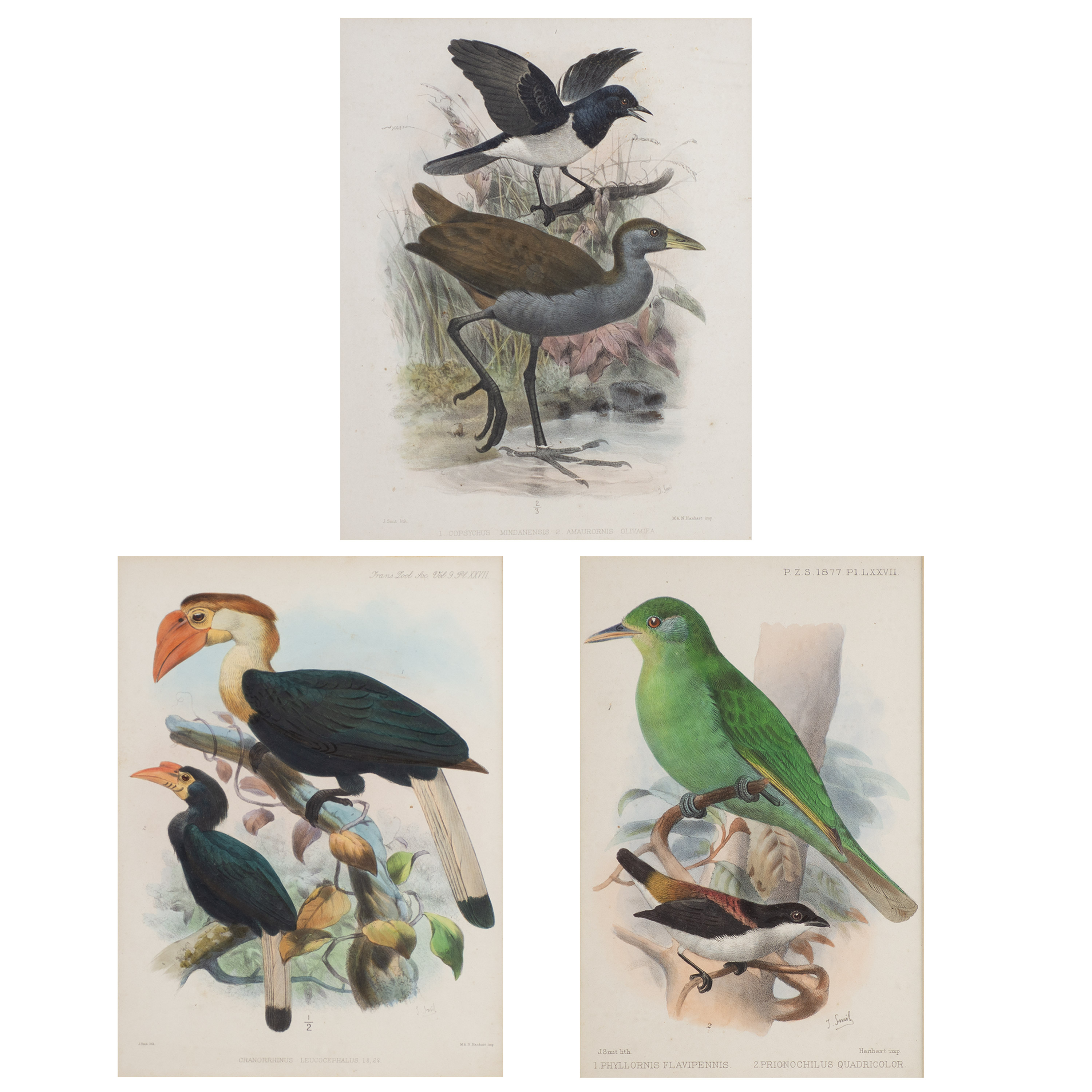 Joseph Smit (1836 - 1929) - A lot of 3 19th century hand-colored ...