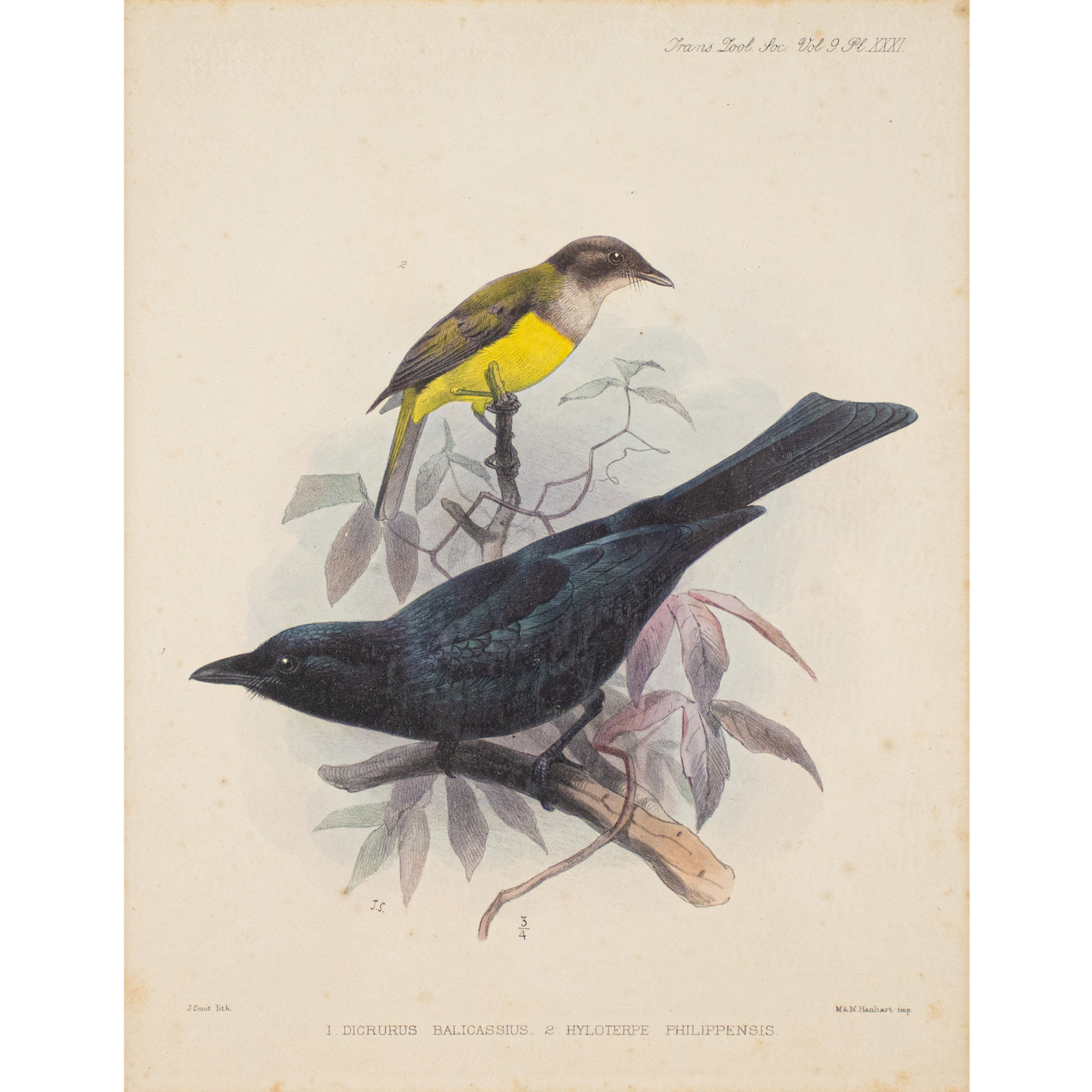 Arthur Hay (1824 - 1878) - A print of endemic Philippine birds ...