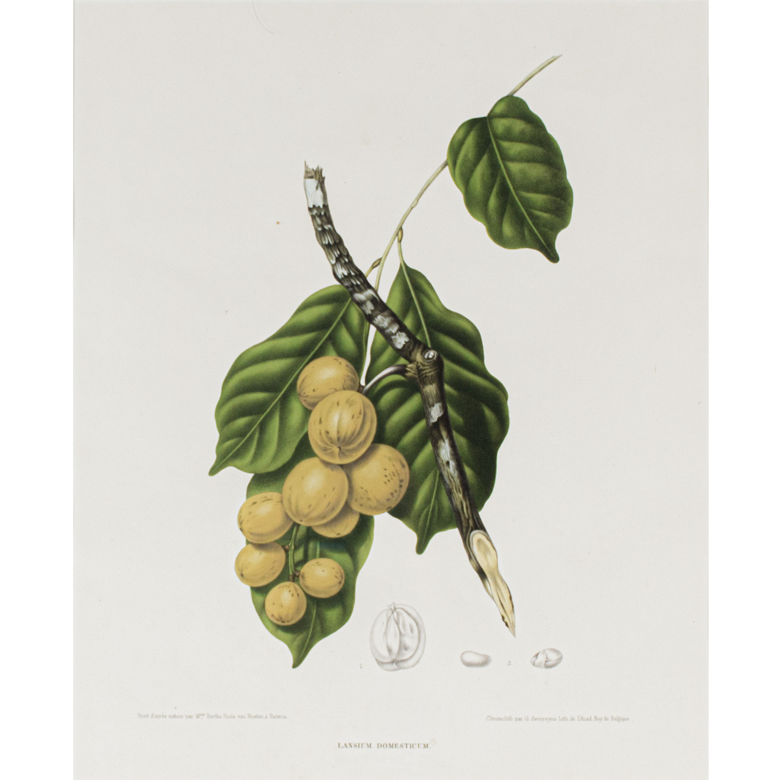 Lansium Domesticum Lanzones lansium-domesticum-lanzones