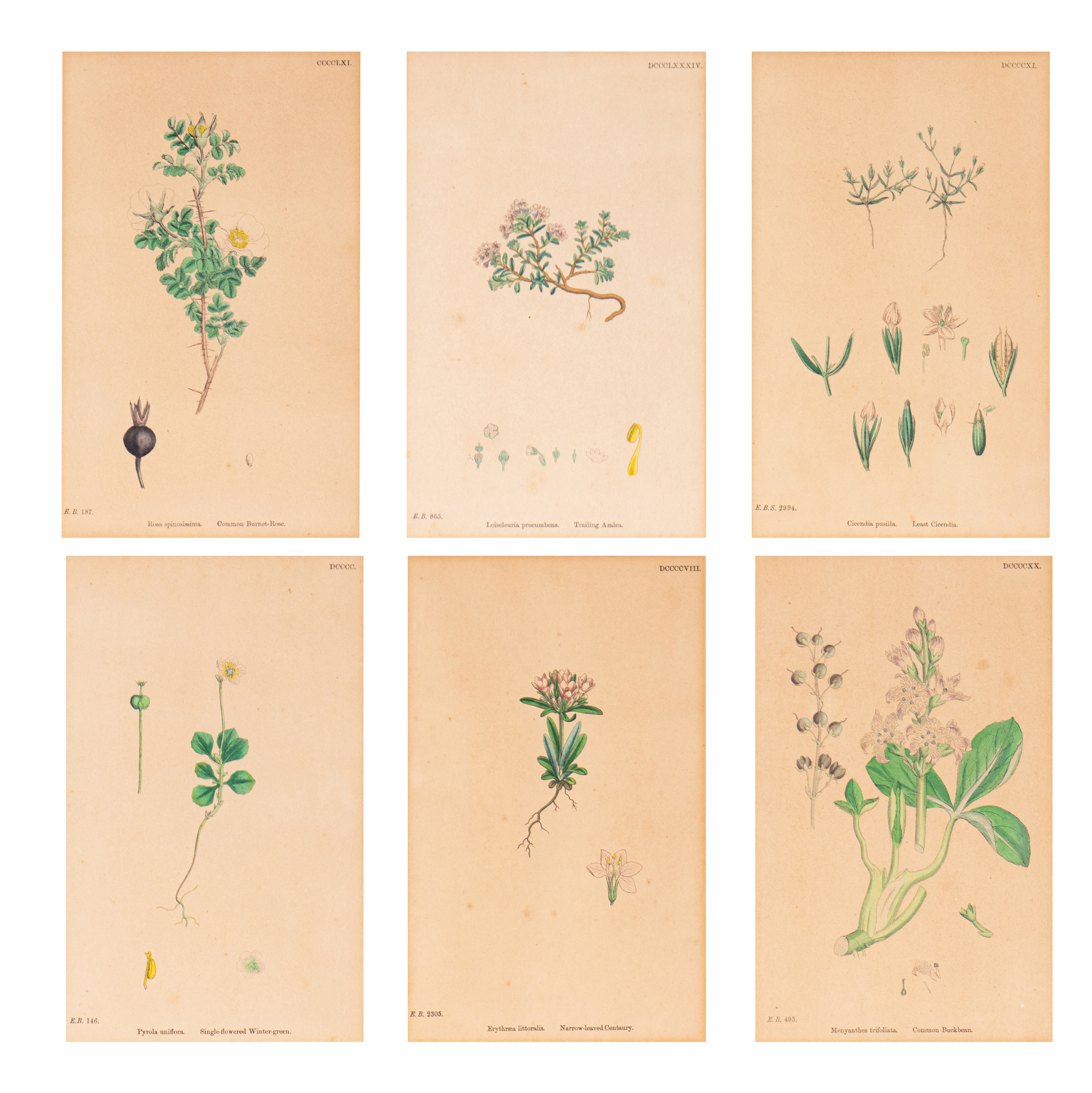 Printed Flora Example - A lot of 6 framed flora prints