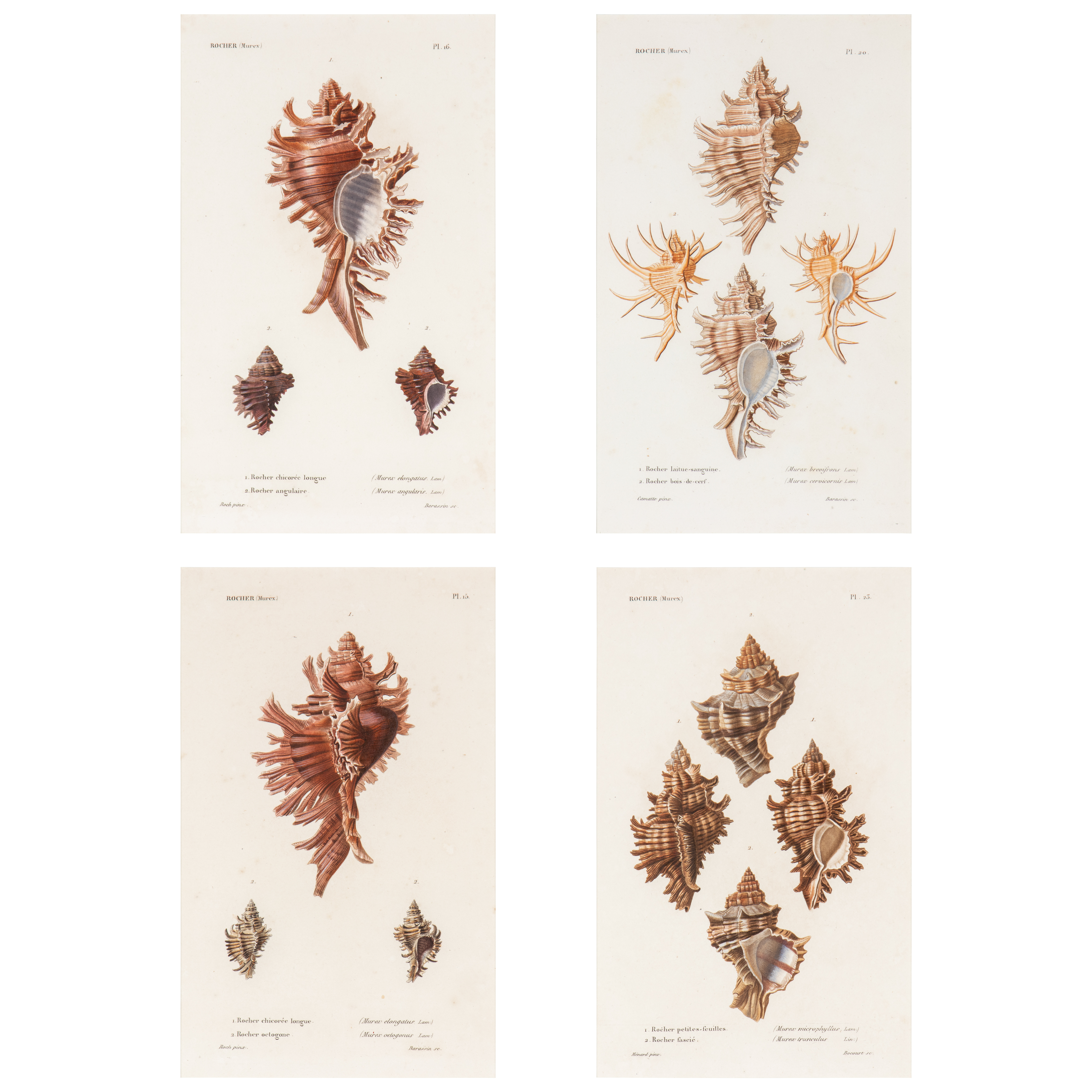 Shell Engravings - A lot of 4 shell engravings